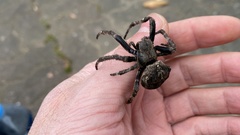 Araneus ventricosus