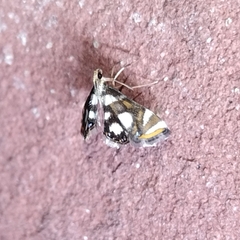 Acentropinae