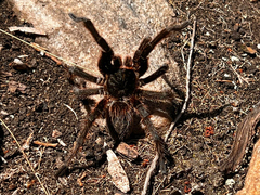 Grammostola burzaquensis