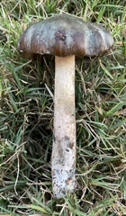 Psilocybe caerulescens