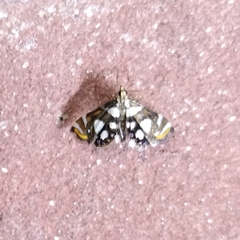 Acentropinae