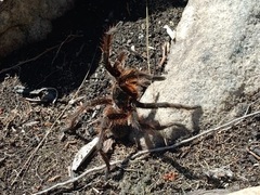 Grammostola burzaquensis