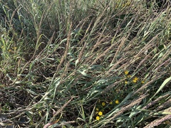 Panicum amarum