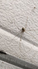 Crossopriza lyoni