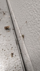 Crossopriza lyoni