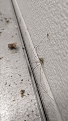 Crossopriza lyoni