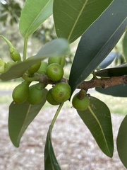 Ficus rubiginosa