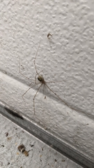 Crossopriza lyoni