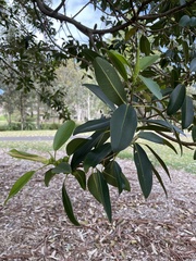 Ficus rubiginosa