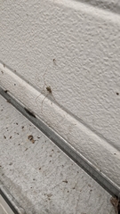 Crossopriza lyoni