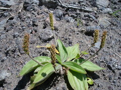 Plantago camtschatica