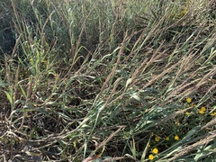 Panicum amarum