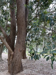 Ficus rubiginosa