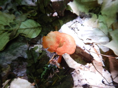 Hygrocybe cantharellus