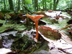 Hygrocybe cantharellus