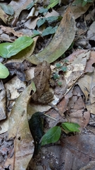 Incilius mazatlanensis