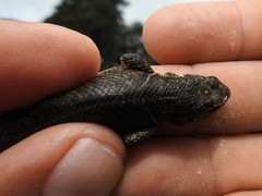 Sceloporus dugesii