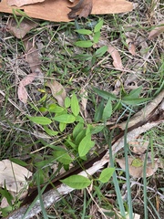Secamone elliptica