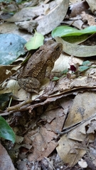 Incilius mazatlanensis