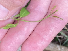 Secamone elliptica