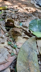 Incilius mazatlanensis