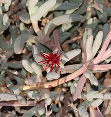 Malephora purpureocrocea