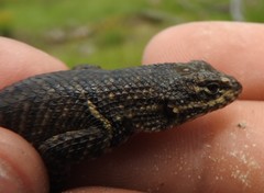 Sceloporus dugesii