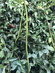 Dolichandra unguis-cati