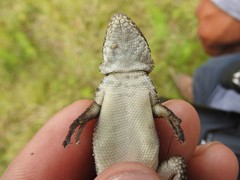 Sceloporus dugesii