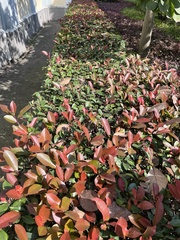 Excoecaria cochinchinensis