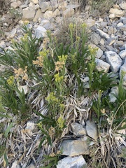 Petradoria pumila