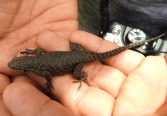 Sceloporus dugesii