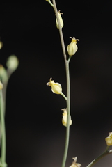 Streptanthus bernardinus