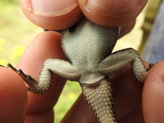 Sceloporus dugesii