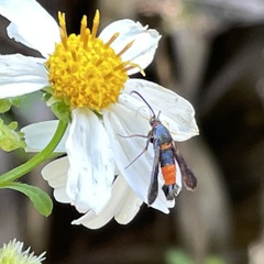 Synanthedon sapygaeformis