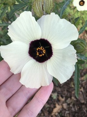 Hibiscus trionum