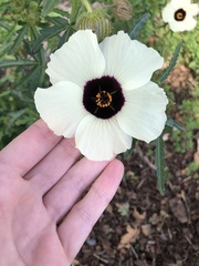 Hibiscus trionum