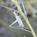 White Sands Tree Cricket - Photo (c) Jared Shorma, some rights reserved (CC BY), uploaded by Jared Shorma
