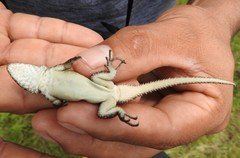 Sceloporus dugesii