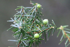 Leptecophylla pogonocalyx