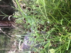 Juncus planifolius