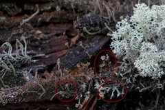 Cladonia gracilis