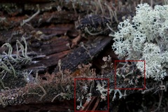 Cladonia gracilis