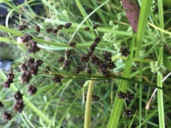 Juncus planifolius