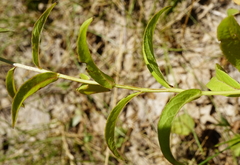 Pentanema salicinum