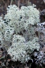 Cladonia arbuscula