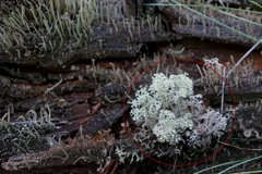 Cladonia arbuscula
