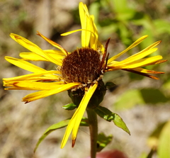Pentanema salicinum