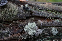 Cladonia arbuscula