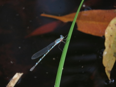 Austrolestes minjerriba